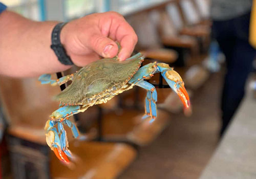 crabs